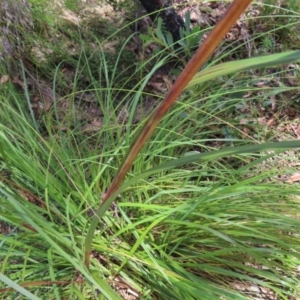 Gahnia sieberiana at Budawang, NSW - suppressed