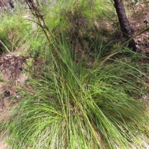 Gahnia sieberiana at Budawang, NSW - suppressed