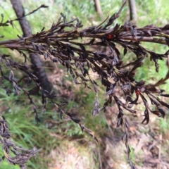 Gahnia sieberiana at Budawang, NSW - suppressed