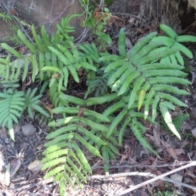 Blechnum ambiguum at Budawang, NSW - 24 May 2023 by MatthewFrawley