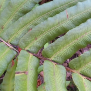 Blechnum ambiguum at Budawang, NSW - 24 May 2023 11:41 AM