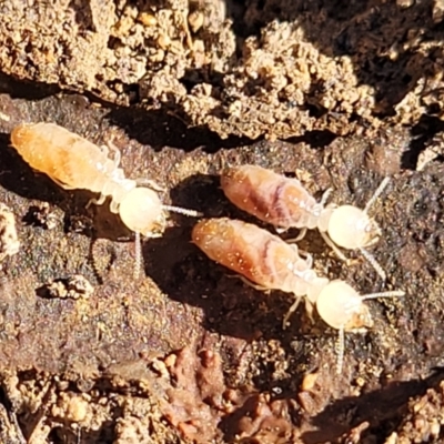 Termitoidae (informal group) (Unidentified termite) at Manton, NSW - 25 May 2023 by trevorpreston