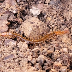 Scolopendromorpha (order) at Manton, NSW - 25 May 2023