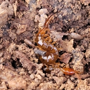 Scolopendromorpha (order) at Manton, NSW - 25 May 2023