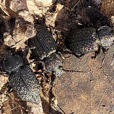 Adelium porcatum (Darkling Beetle) at Manton, NSW - 25 May 2023 by trevorpreston