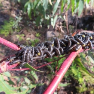 Perginae sp. (subfamily) at Budawang, NSW - 24 May 2023 11:43 AM