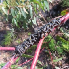 Perginae sp. (subfamily) at Budawang, NSW - 24 May 2023 11:43 AM