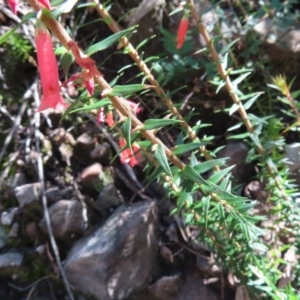 Epacris impressa at Budawang, NSW - 24 May 2023 11:44 AM