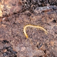 Cryptops sp. (genus) (Blind Scolopendroid Centipede) at Manton, NSW - 25 May 2023 by trevorpreston