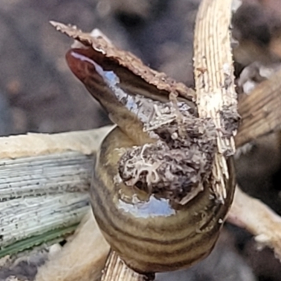Fletchamia quinquelineata (Five-striped flatworm) at Mundoonen Nature Reserve - 24 May 2023 by trevorpreston