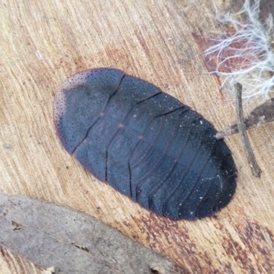 Laxta sp. (genus) (Bark cockroach) at Manton, NSW - 24 May 2023 by trevorpreston