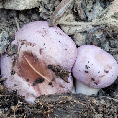 Cortinarius sp. (Cortinarius) at Manton, NSW - 24 May 2023 by trevorpreston