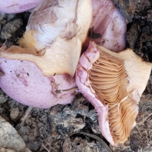 Cortinarius sp. at Manton, NSW - 25 May 2023