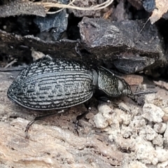 Adelium porcatum (Darkling Beetle) at Manton, NSW - 24 May 2023 by trevorpreston