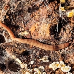 Fletchamia quinquelineata (Five-striped flatworm) at Mundoonen Nature Reserve - 24 May 2023 by trevorpreston