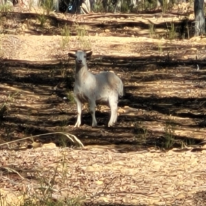 Capra hircus at Lade Vale, NSW - 25 May 2023 09:19 AM