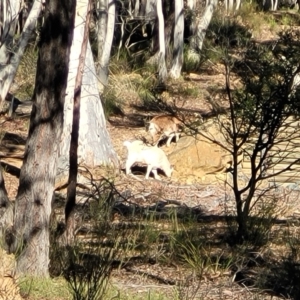 Capra hircus at Lade Vale, NSW - 25 May 2023 09:19 AM