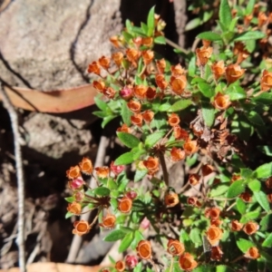 Pomax umbellata at Budawang, NSW - 24 May 2023 11:51 AM