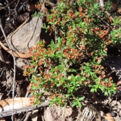 Pomax umbellata at Budawang, NSW - 24 May 2023