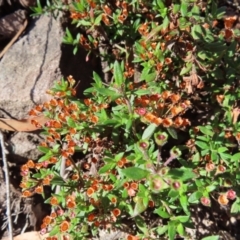 Pomax umbellata at Budawang, NSW - 24 May 2023