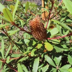 Banksia paludosa at Budawang, NSW - 24 May 2023 12:18 PM