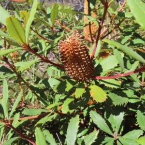 Banksia paludosa at Budawang, NSW - 24 May 2023 12:18 PM