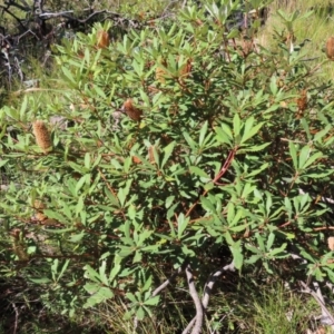 Banksia paludosa at Budawang, NSW - 24 May 2023 12:18 PM