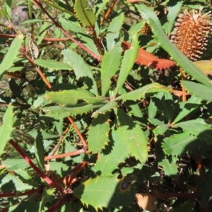 Banksia paludosa at Budawang, NSW - 24 May 2023 12:18 PM