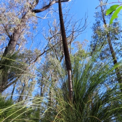 Xanthorrhoea glauca subsp. angustifolia (Grey Grass-tree) at Budawang, NSW - 24 May 2023 by MatthewFrawley