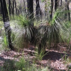 Xanthorrhoea glauca subsp. angustifolia at Budawang, NSW - 24 May 2023