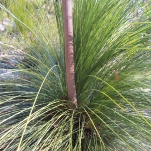 Xanthorrhoea australis at Budawang, NSW - suppressed