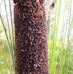 Xanthorrhoea glauca subsp. angustifolia at Budawang, NSW - 24 May 2023