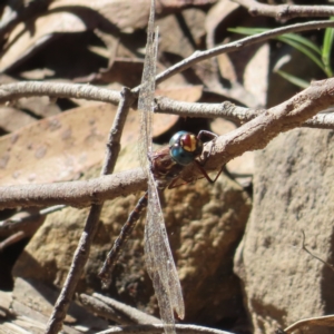 Austroaeschna sp. (genus) at suppressed - suppressed