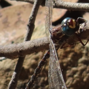 Austroaeschna sp. (genus) at suppressed - suppressed