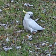 Cacatua galerita (Sulphur-crested Cockatoo) at Kambah, ACT - 25 May 2023 by MatthewFrawley