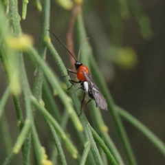 Braconidae (family) (Unidentified braconid wasp) at O'Connor, ACT - 3 Apr 2023 by ConBoekel