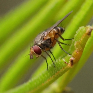 Tachinidae (family) at O'Connor, ACT - 3 Apr 2023