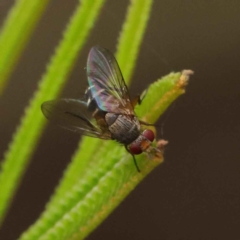 Tachinidae (family) at O'Connor, ACT - 3 Apr 2023 11:01 AM