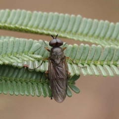 Boreoides subulatus at O'Connor, ACT - 3 Apr 2023 10:14 AM