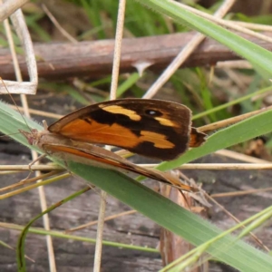 Heteronympha merope at O'Connor, ACT - 3 Apr 2023 10:53 AM