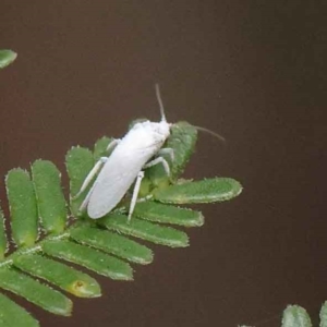 Coniopterygidae (family) at Dryandra St Woodland - 3 Apr 2023 10:12 AM