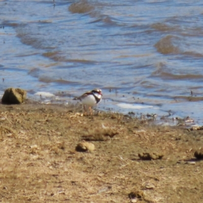 Charadrius melanops (Black-fronted Dotterel) at Gordon, ACT - 25 May 2023 by RodDeb