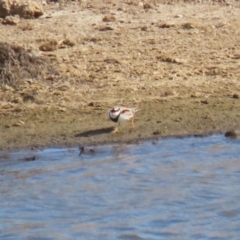 Charadrius melanops at Gordon, ACT - 25 May 2023 12:15 PM