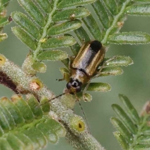 Monolepta froggatti at O'Connor, ACT - 3 Apr 2023