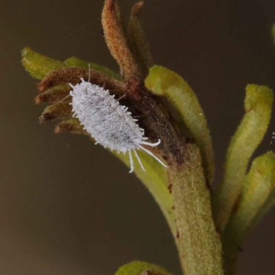 Monophlebidae (family) (Mealy Bugs) at O'Connor, ACT - 3 Apr 2023 by ConBoekel