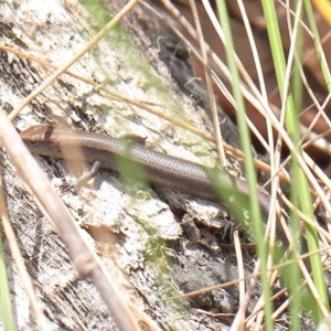 Lampropholis delicata at O'Connor, ACT - 3 Apr 2023