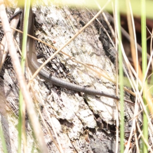 Lampropholis delicata at O'Connor, ACT - 3 Apr 2023 11:12 AM