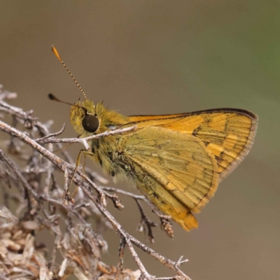 Ocybadistes walkeri (Green Grass-dart) at O'Connor, ACT - 3 Apr 2023 by ConBoekel