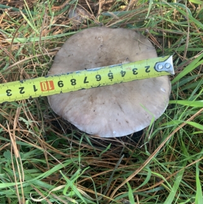 Lepista nuda (Wood Blewit) at Corrowong, NSW - 23 May 2023 by BlackFlat