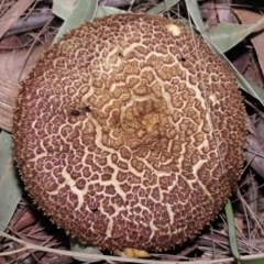 Unidentified Cap on a stem; pores below cap [boletes & stemmed polypores] at Alexandra Hills, QLD - 23 Apr 2023 by TimL